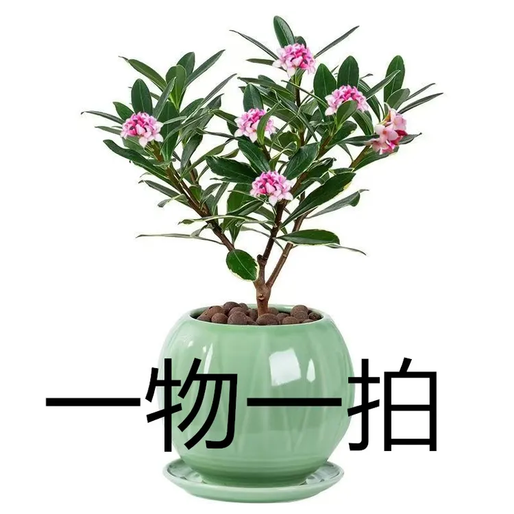 金边瑞香盆栽浓香型带花苞室内老桩客厅观花植物耐寒四季年宵花卉