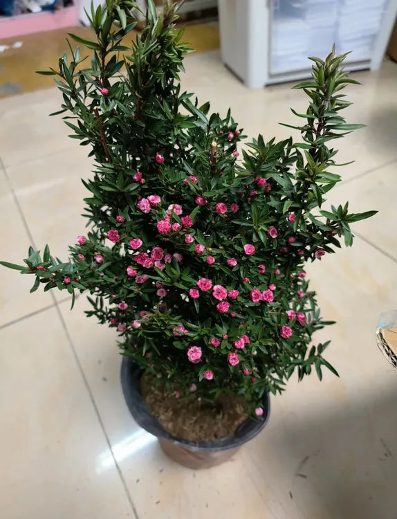 澳洲松红梅盆栽带花苞超长花期适宜室内外种植花卉