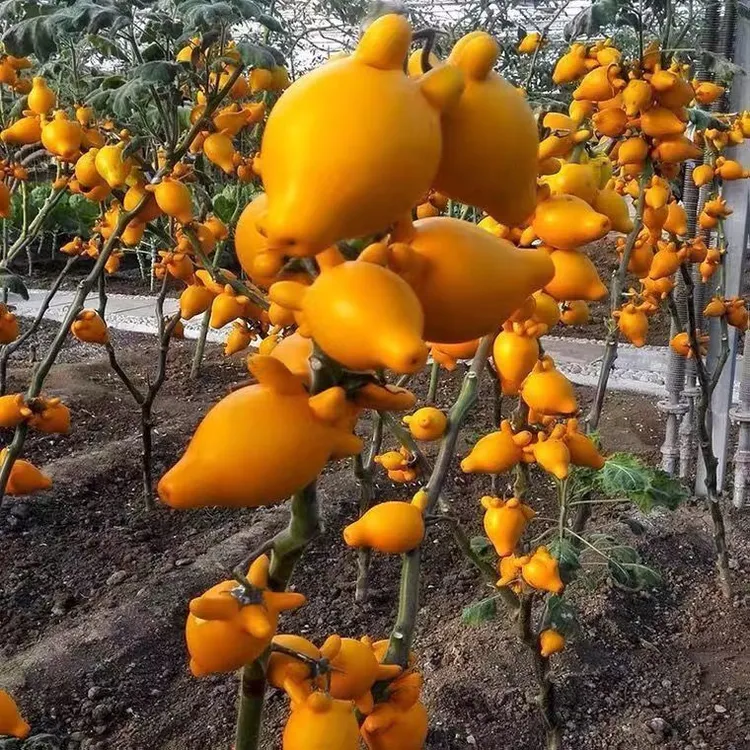 年宵花果五代果黄金果,乳茄，五指茄，室内观赏喜庆花材装饰鲜花