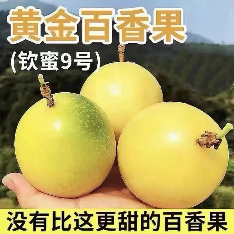 赣南寻乌钦蜜9号黄金百香果新鲜应季水果4.5/9斤包邮整箱现摘现发