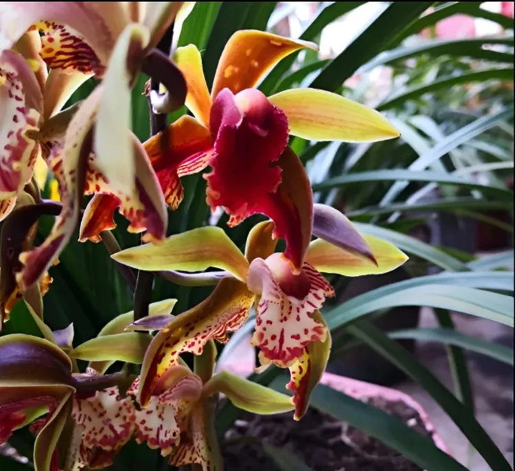 青蝉虎头兰 造景