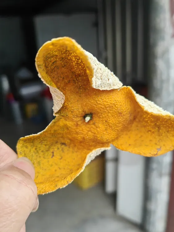 2025年新会梅江老树圈枝大红皮