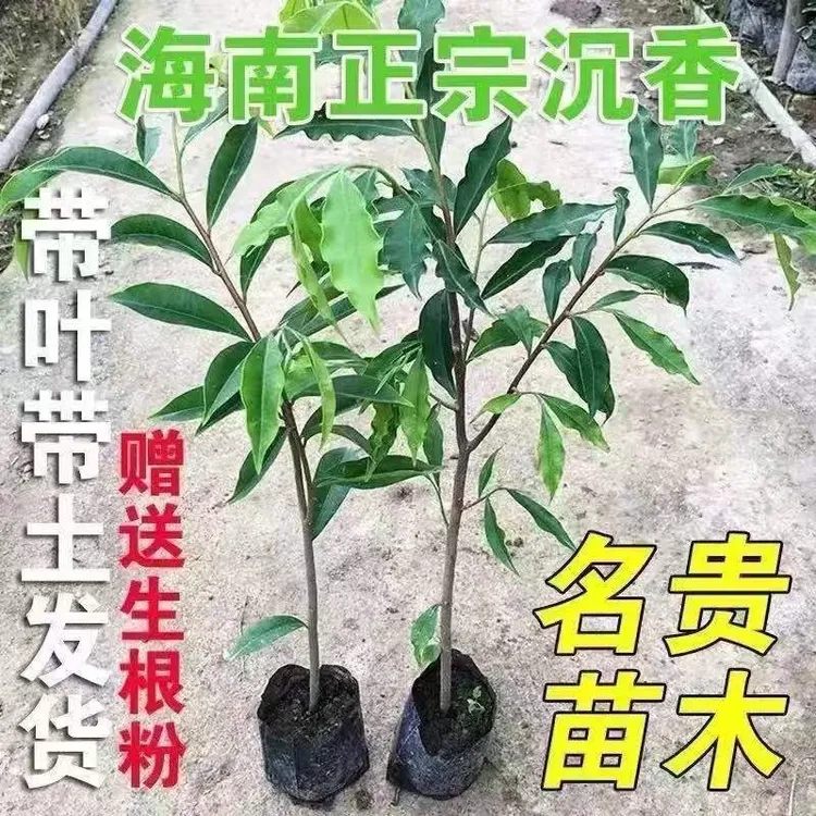 正宗沉香树苗海南名贵沉香奇楠香奇楠沉香包邮真品沉楠香树苗庭院