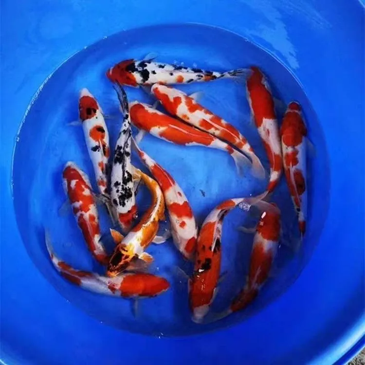 锦鲤观赏鱼包邮包损