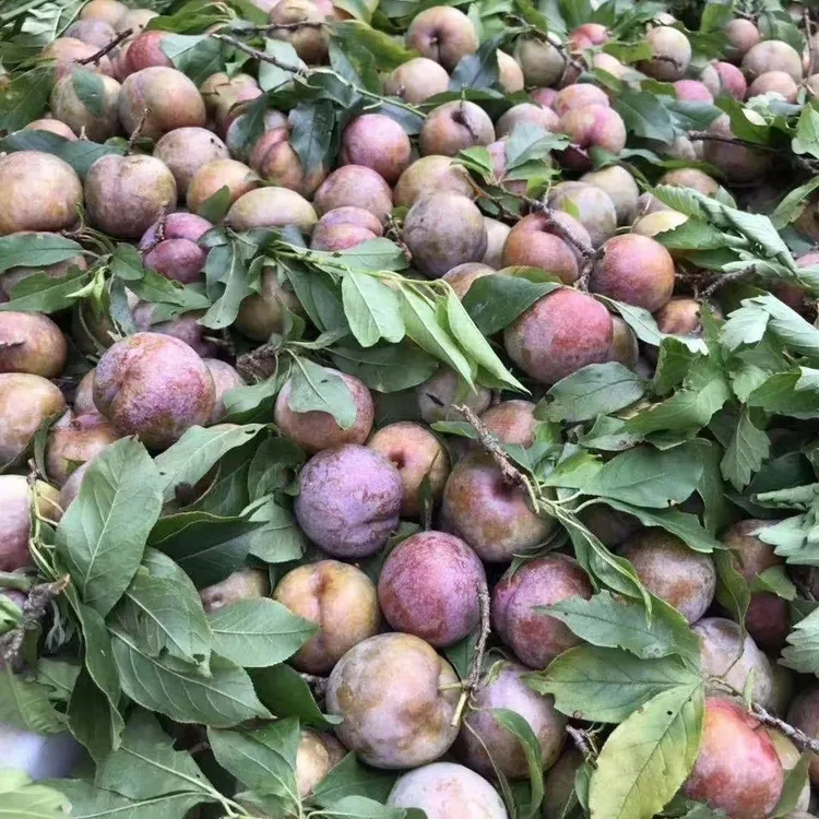 陆河本地红心三华李现摘发货新鲜水果三华李子当季孕妇整箱