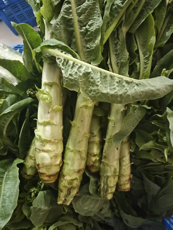 农家爷爷奶奶自种冬季莴笋中通