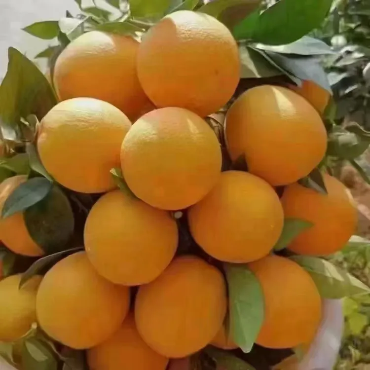 正宗赣南脐橙当季水果新鲜橙子江西赣州产地直发/20斤/1箱