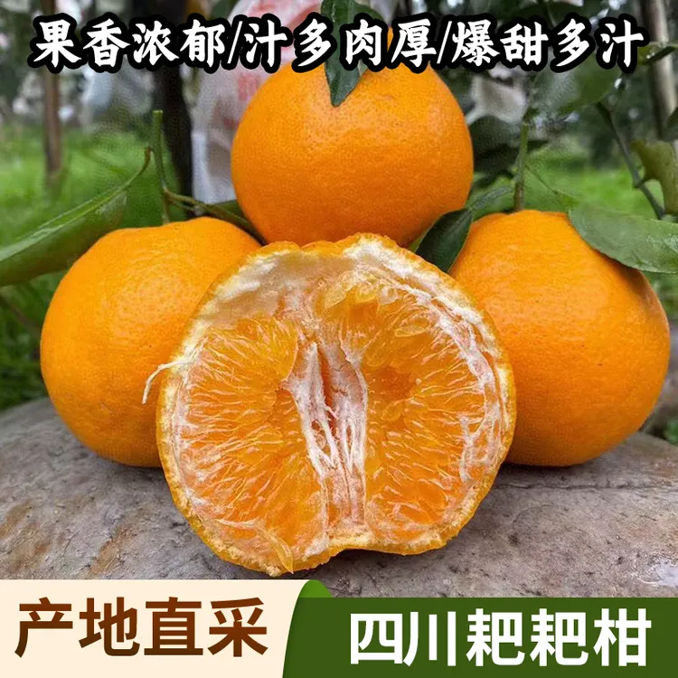 四川耙耙柑新鲜多汁爽口细腻自然熟手剥水果