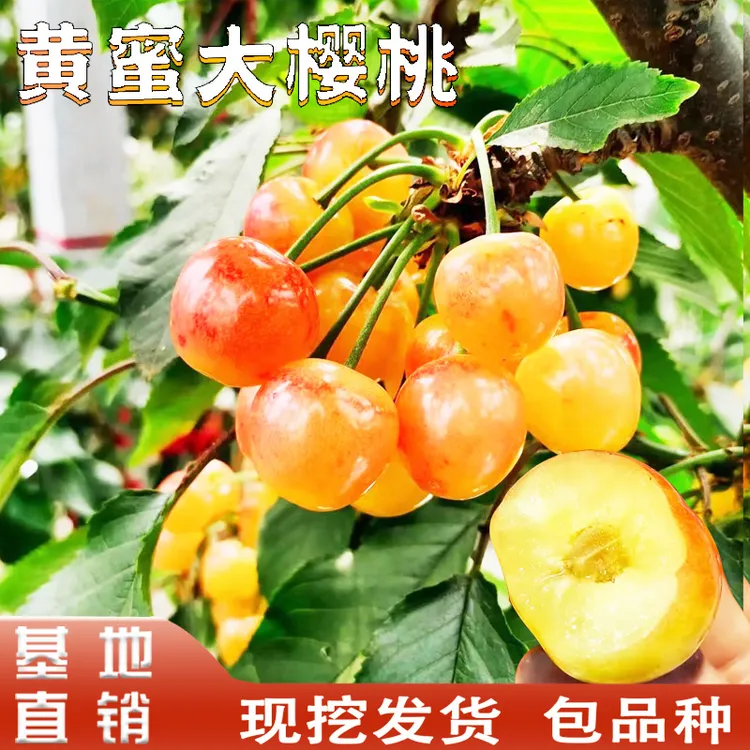 黄蜜大樱桃苗嫁接苗南北方地栽盆栽阳台庭院老品种土樱桃苗树种植
