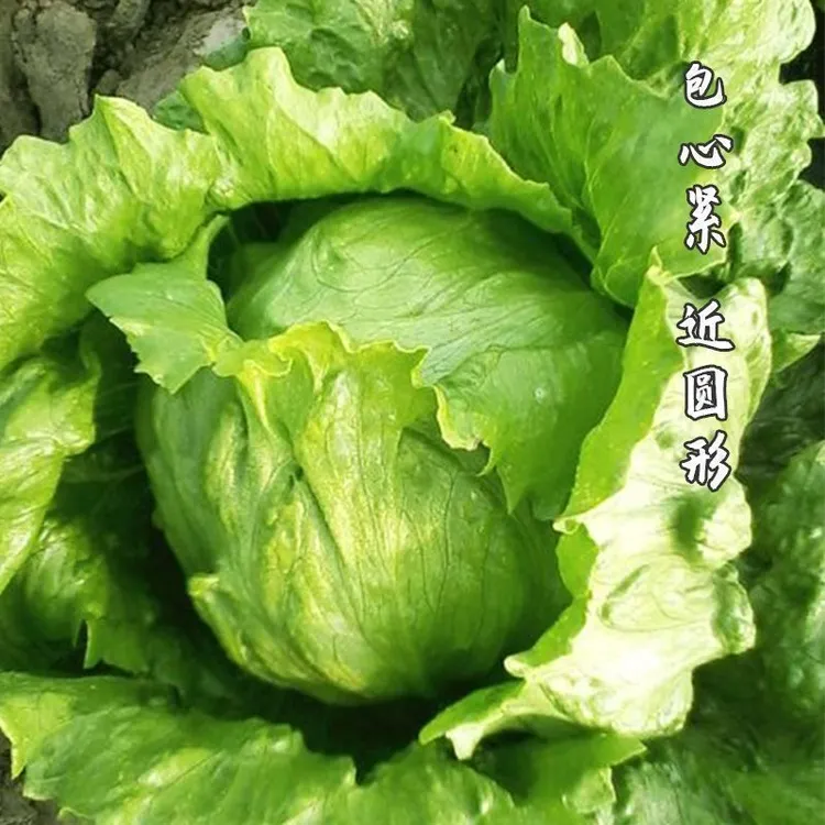 结球生菜种子圆生菜春夏秋四季播生菜种子球形菜种子球生菜生菜籽