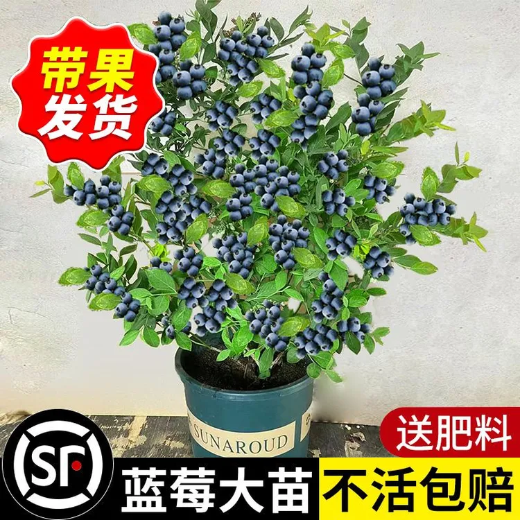 蓝莓树果苗南方北方种植盆栽带土果树种植苗兔眼大果奥尼尔蓝莓苗