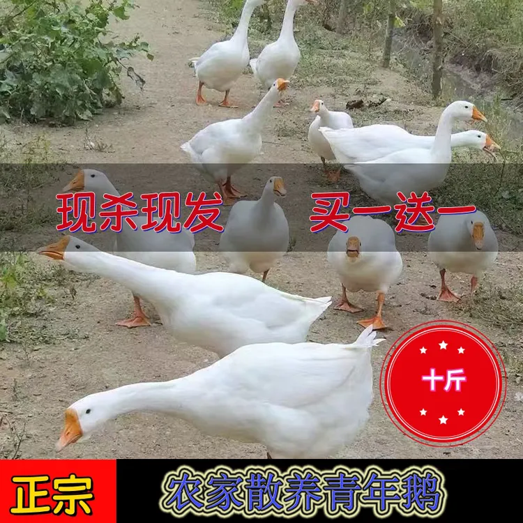 【买一送一】农家散养青年鹅两只净重9-10斤带心肝顺丰冷链运输