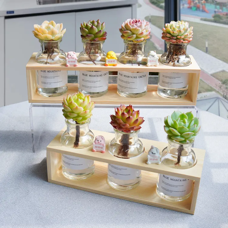 水培多肉绿植盆栽花卉组合套餐精品多肉办公室创意桌面摆件好养
