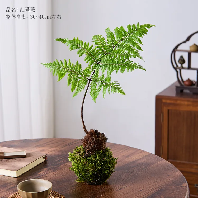 水培植物蕨类盆栽红磷蕨苔藓球一叶蕨室内耐阴新中式禅意盆景绿植