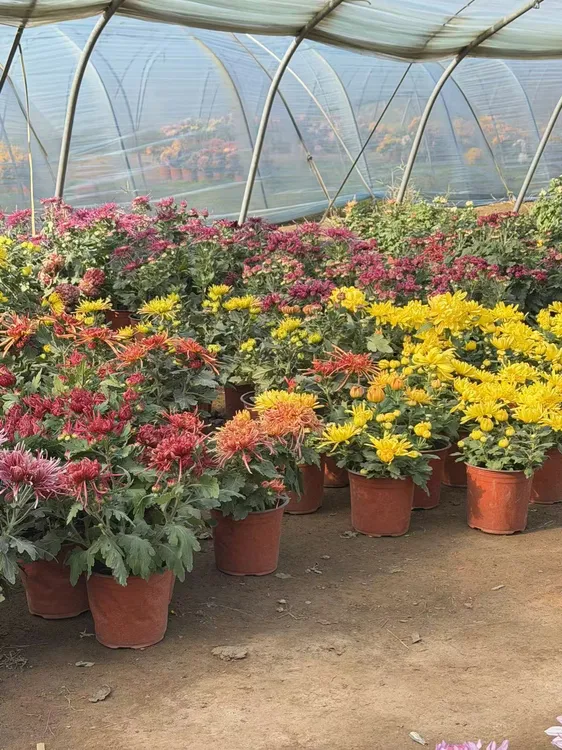 A组一物一拍专属断花断支正常现象不包售后（乱拍号码随机发货）