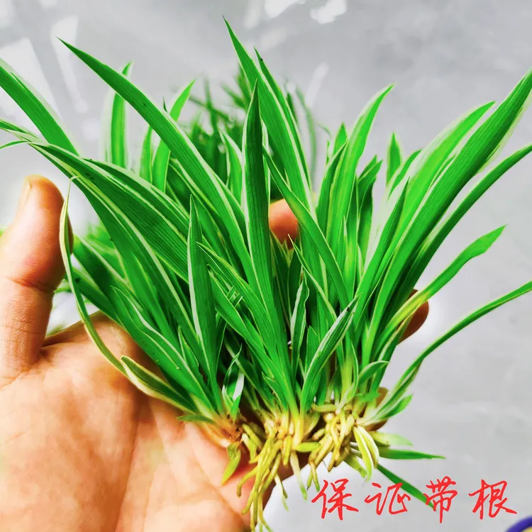 金边吊兰对版带根苗水培苗净化空气美化环境景观园林庭院花卉兰花