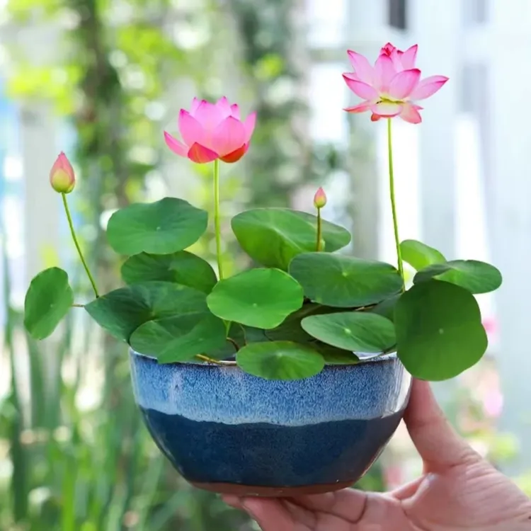 【碗莲种籽】无土水培莲花碗莲莲子水养植物睡莲盆栽四季花卉