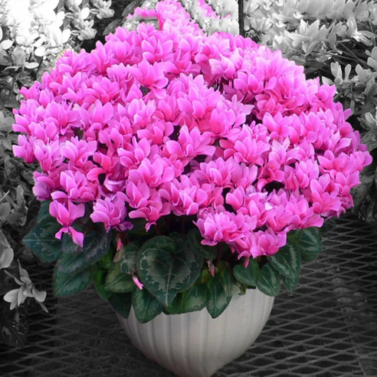 四季开花仙客来盆栽带花室内花卉好养易活植物新品重瓣绿植