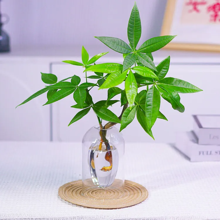 【精选】发财树水培盆栽室内客厅好养水养办公桌面招财绿植花卉盆景