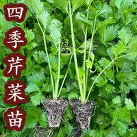 芹菜苗秧苗皇后西芹秧苗四季小香芹苗大肉苗西芹苗秧苗