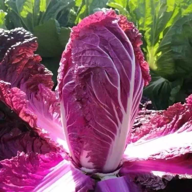春季种植营养紫白菜种子里外紫色大白菜四季播种庭院田地农科院蔬