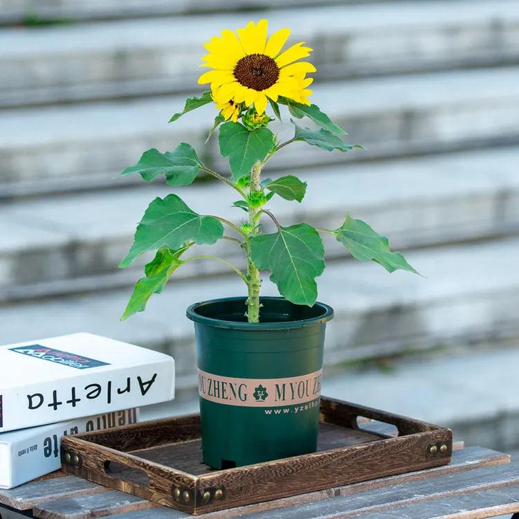 向日葵盆栽高考中考必备助力学子一举夺魁带花苞太阳花开花植物