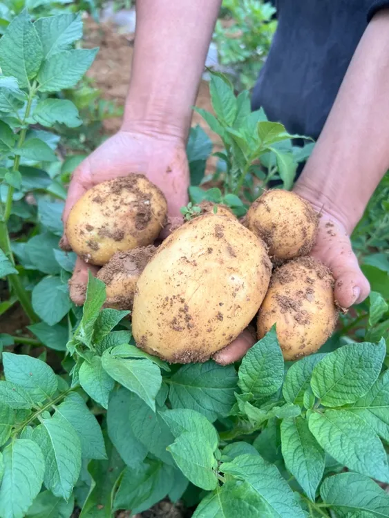 贵州土豆老品种新鲜现挖软糯混装发
