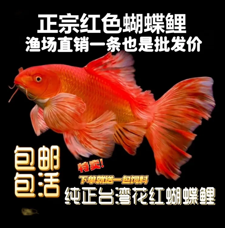 精选花红贵妃蝴蝶鲤圆头顺背满鳍贵妃蝴蝶鲤耐活淡水观赏鱼