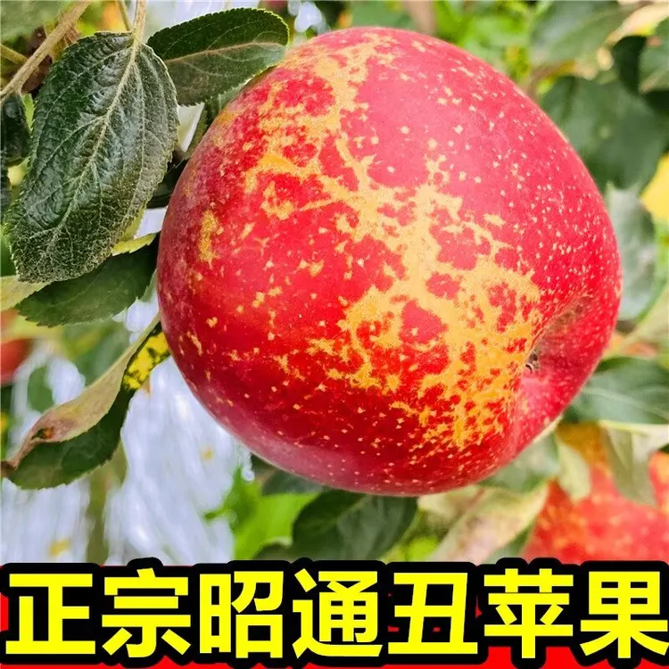 【正宗昭通丑苹果】2025冰糖心丑苹果云南昭通糖心丑苹果新鲜