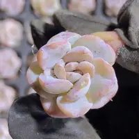 精品方糖2米3颗量拍