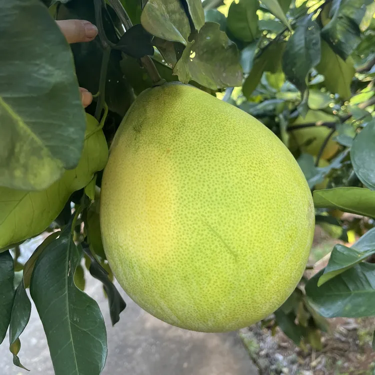 常宁本地柚白心柚子新鲜现摘现发甜柚