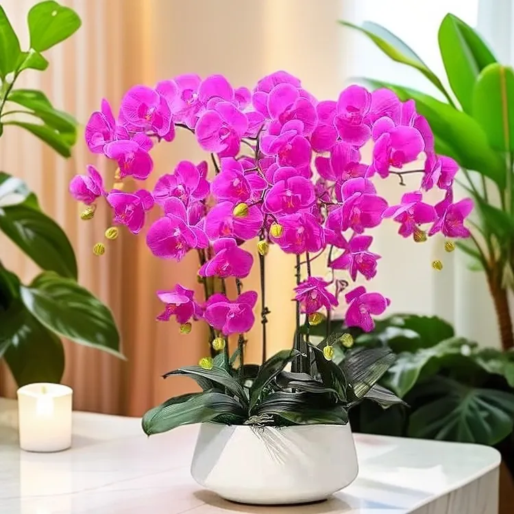 蝴蝶兰花苗带花剑带花苞盆栽兰花大苗客厅室内植物花卉四季好养活