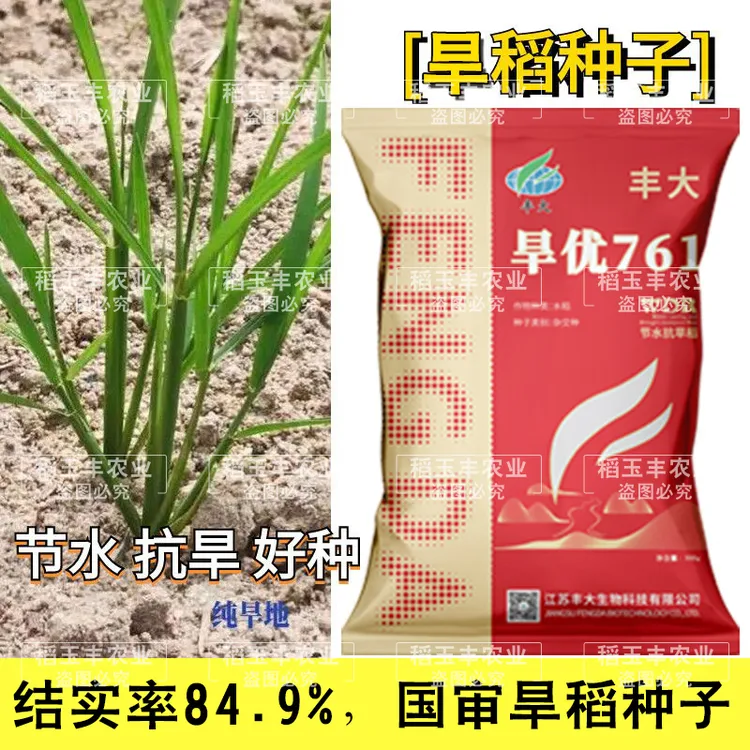 国审节水抗旱稻旱优761水稻种旱稻种子水旱两用浓香型国标二级米
