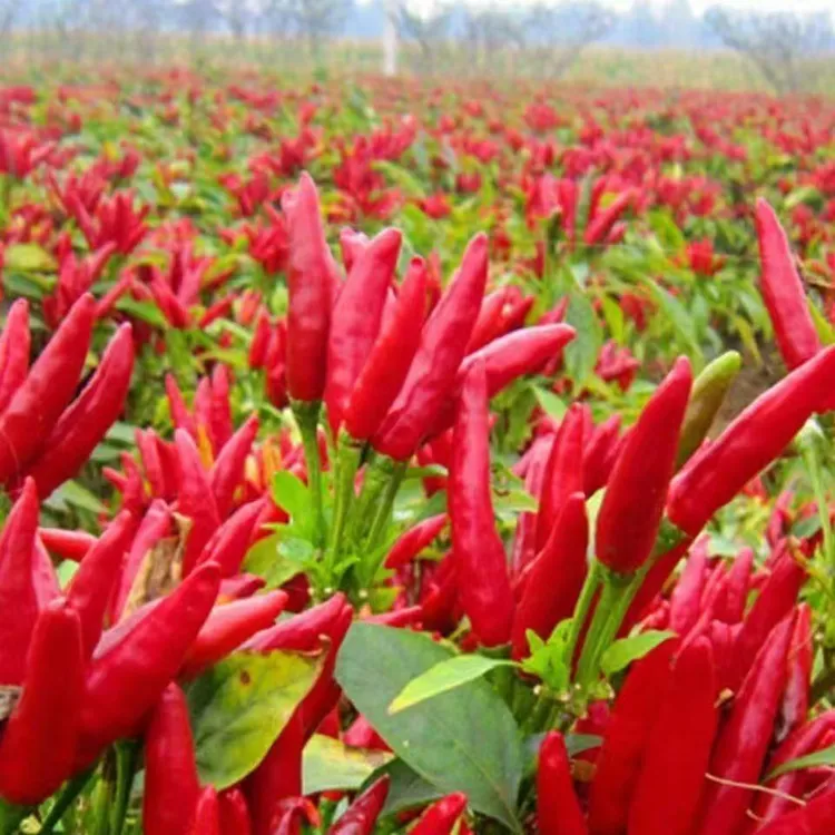 【簇生朝天椒种子】四季种植盆栽阳台