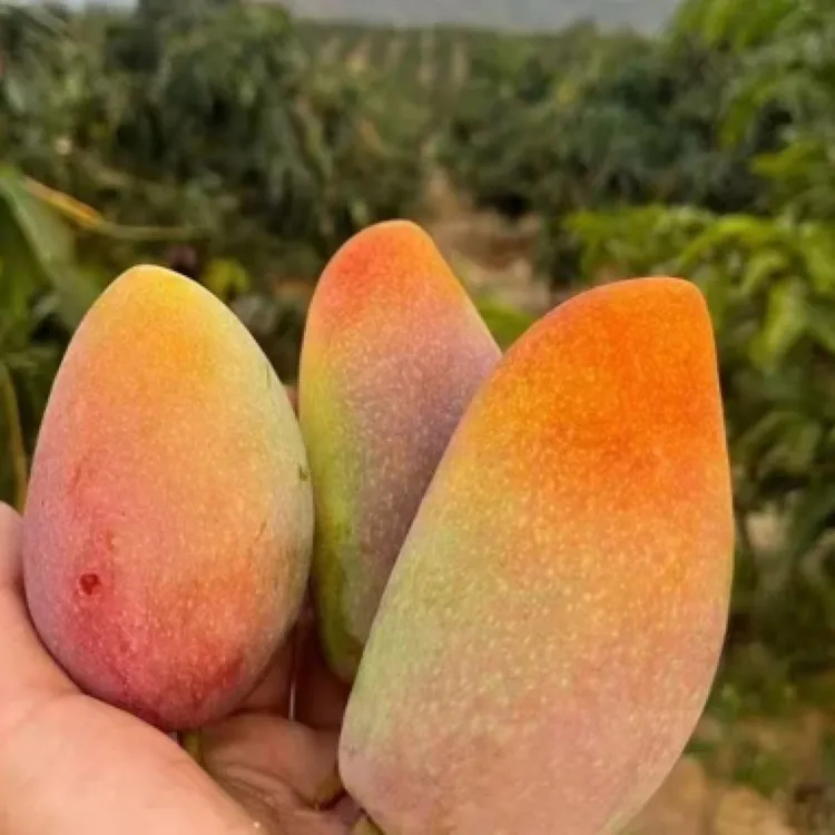 云南元江金凤凰芒果贵妃芒七彩芒皮薄肉厚多汁核薄软糯香甜礼盒装