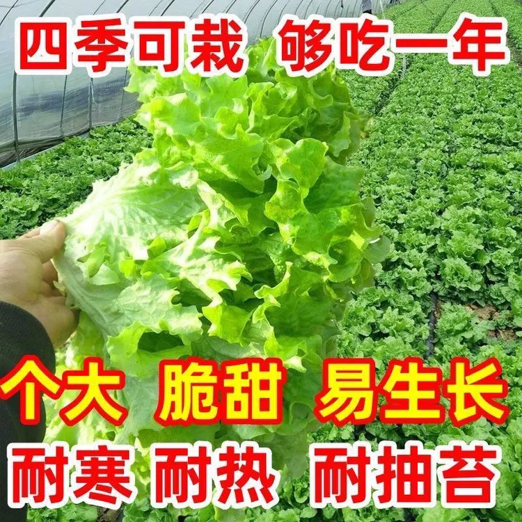 意大利生菜奶油玻璃生菜种子生吃耐寒耐热种子阳台庭院可播种四季