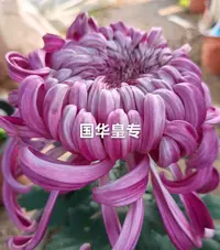 【国华黄专】大花富贵菊九月菊花苗盆栽适合室内外花开好看