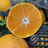 【六妈推荐】纹花橘 甘甜水润多汁爆汁应季 1件3斤起辽宁发货