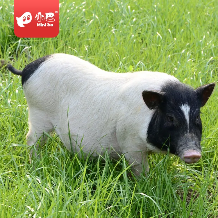 巴马香猪乳猪8斤10斤/头巴马香猪香猪顺丰【屠宰好发货】