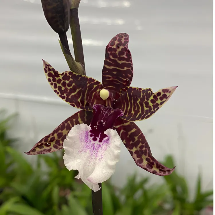 蜘蛛兰 混血王子 中大花文心兰 花色独特 130号盆 壮苗带花剑花苞