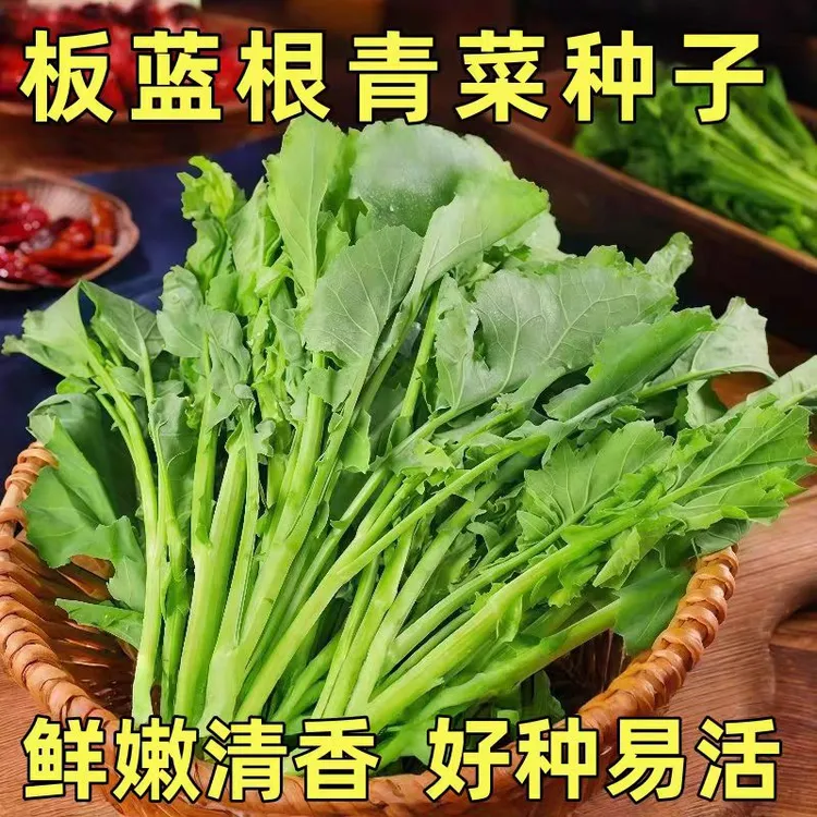 板蓝根青菜种子油苔菜种籽春夏秋四季种植蔬菜种孑