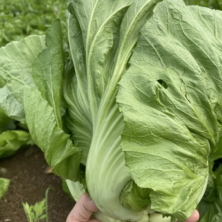 广西新鲜芥菜现摘现发可做泡酸菜腌菜