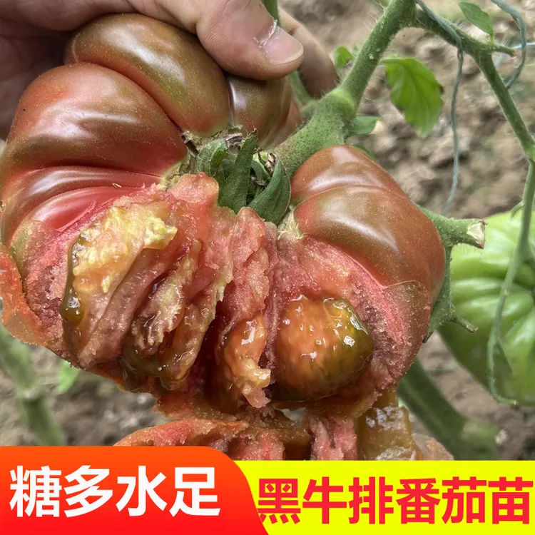 黑牛排番茄种子高产多汁农家春四季蔬菜西红柿阳台盆栽蔬菜种孑