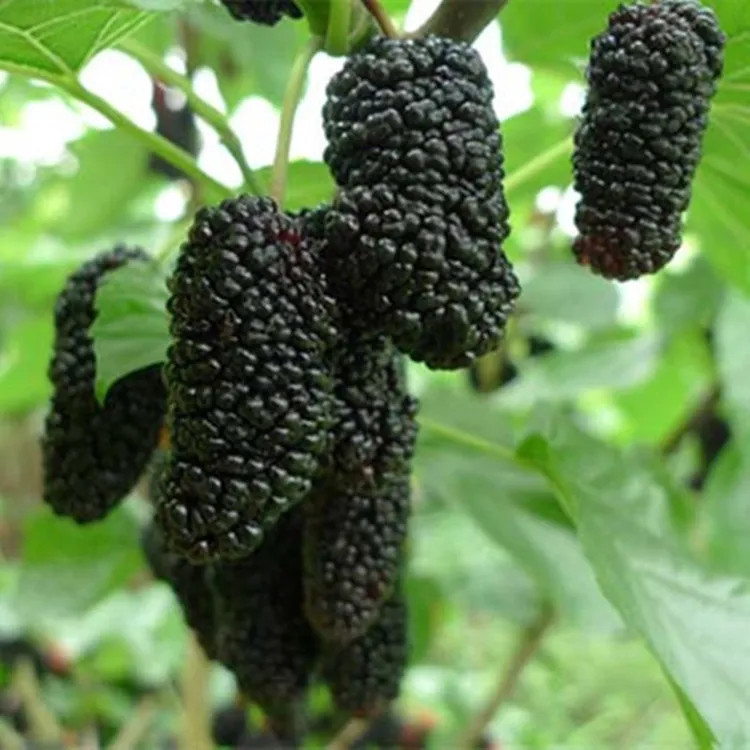 桑葚树苗无籽十大大叶桑树苗当年结果南北方种植盆地栽耐寒