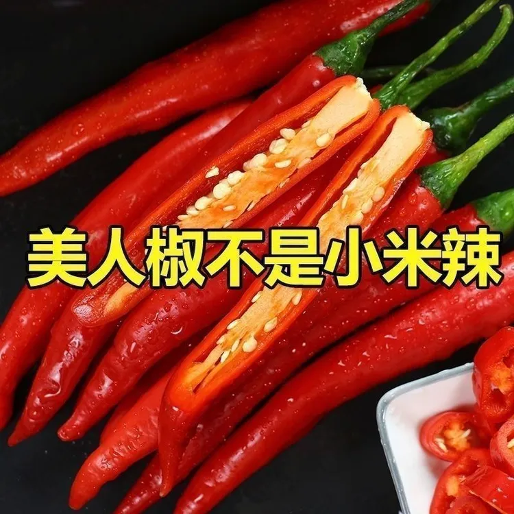 2025新鲜现摘特辣美人辣用于餐饮调味的优质红辣椒蔬菜