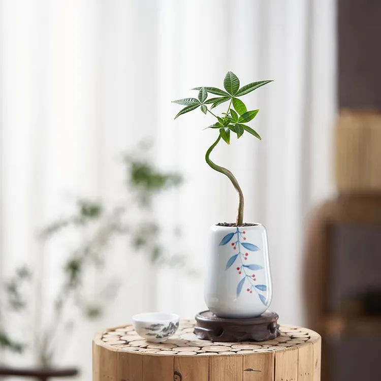 奇趣发财树小盆栽好养室内绿植花卉客厅办公室桌面系摆件植物