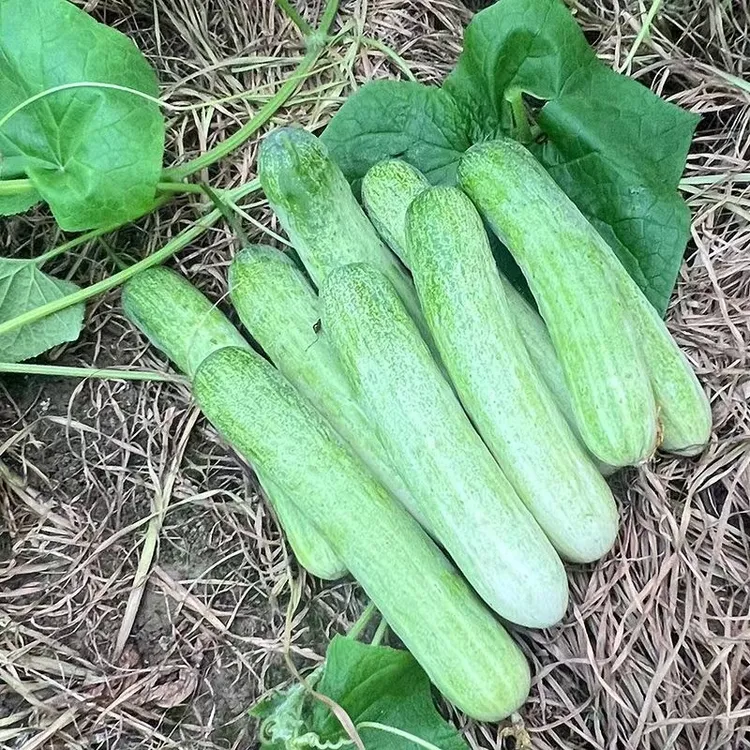 【旱黄瓜】秦岭南山旱黄瓜脆甜可口黄瓜现摘现发