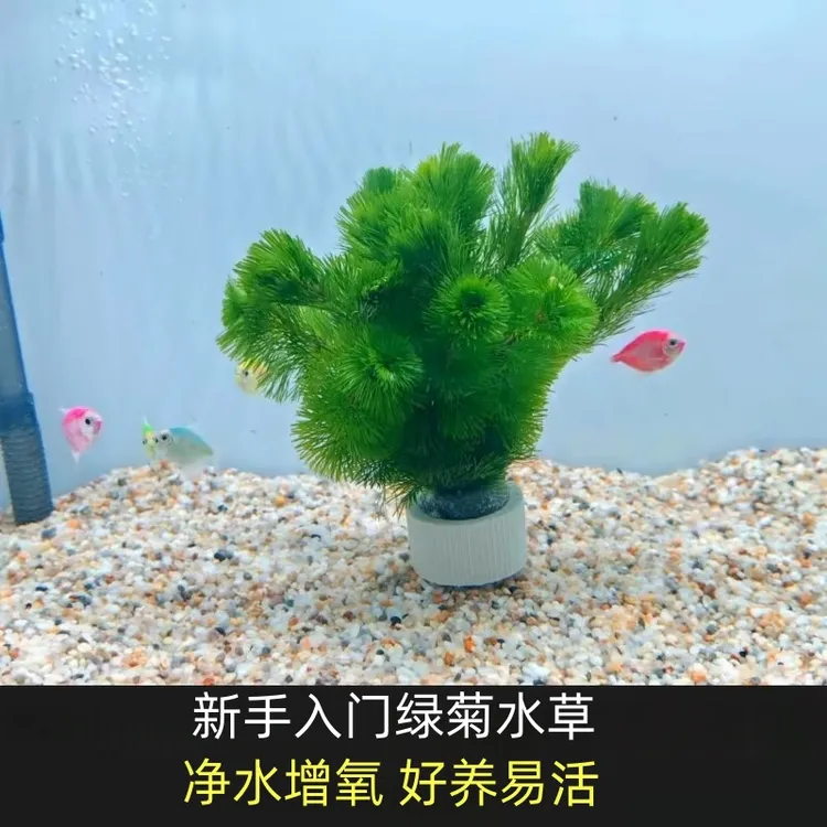 绿菊水草活体阴性造景专用适合新手牛毛水浮莲莫斯水草小水草草坪