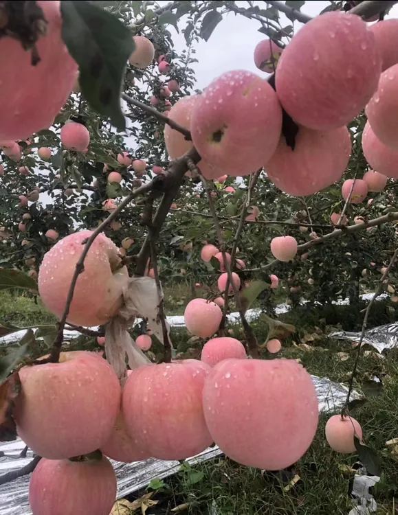 顺丰包邮正宗陕西红富士苹果新鲜脆甜多汁产地直发