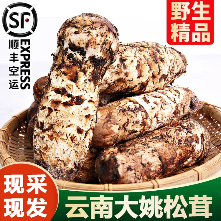 云南高山新鲜松茸出口级现采现发顺丰空运